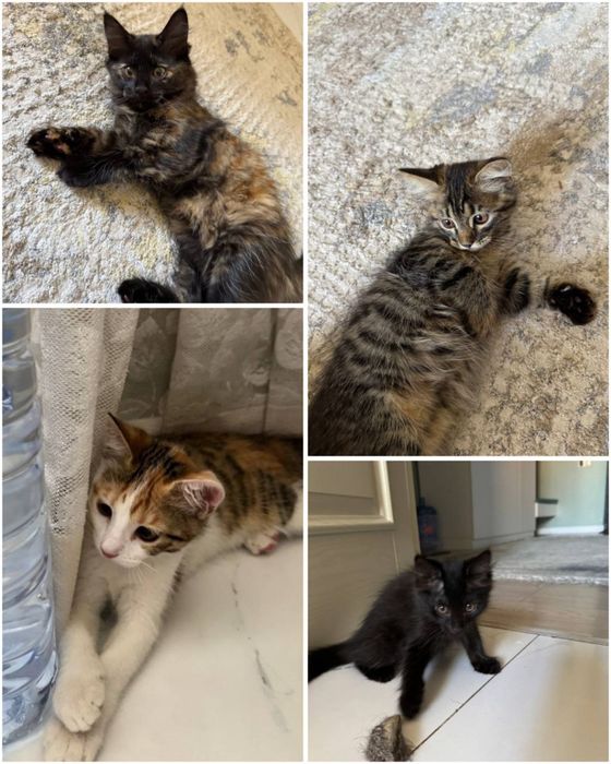 Котята ждут своих мам и пап!