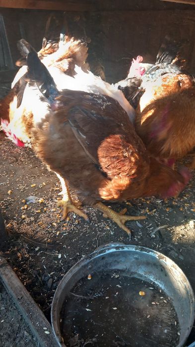 Vând cocoși și struți