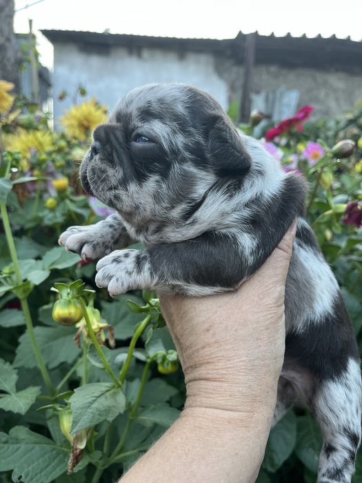 Щенки французского бульдога