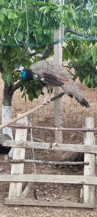 Мъжки индийски паун