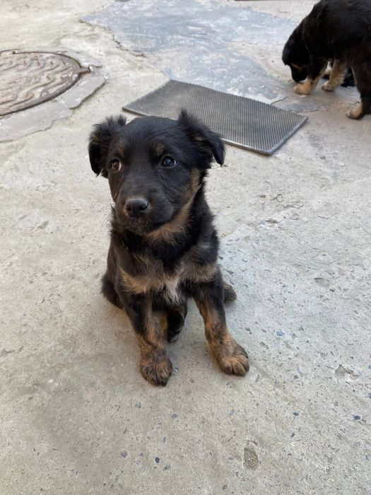 Пристраиваются щенки дворняжки