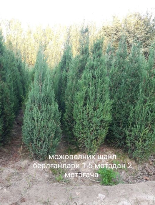 Арчалар. Можовелник. Сасна. Китоб арча