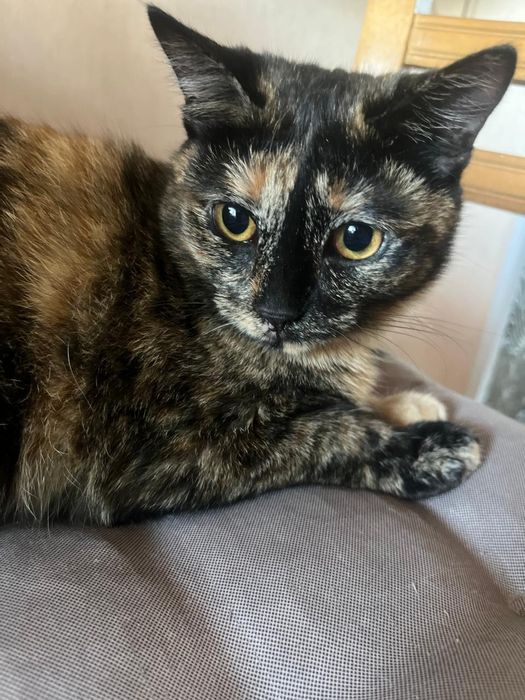 Отдам кошку в добрые руки