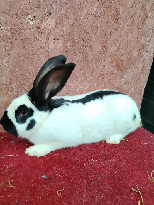 Vând Fluture German