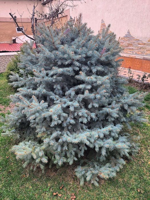 Голубая ель ( Picea pungens)