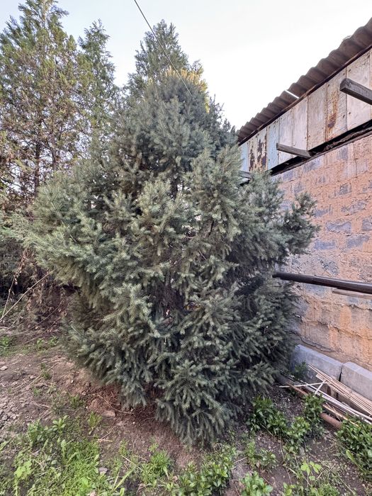 Хвойные деревья продается