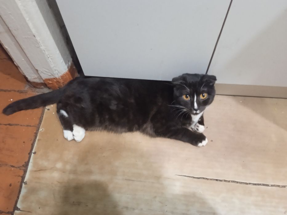 Отдам срочно кота