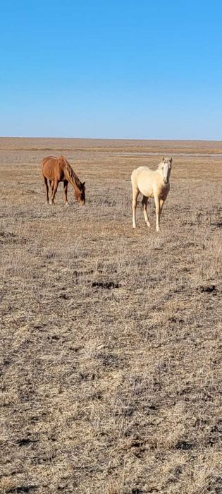 Буаз бие ургашы байтал сатылады