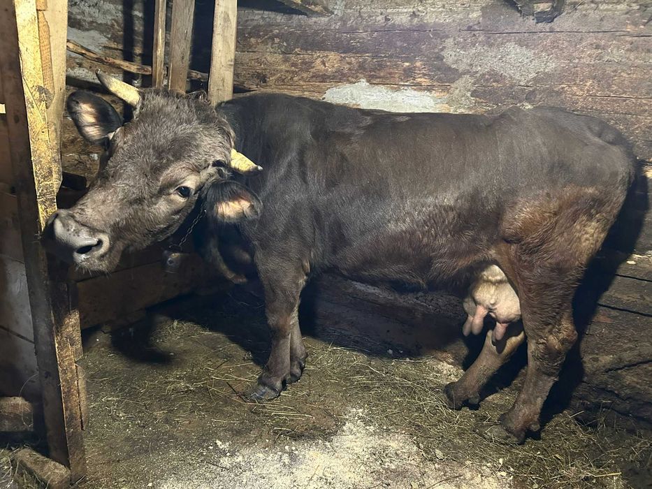 Vacă gestantă de vânzare!!