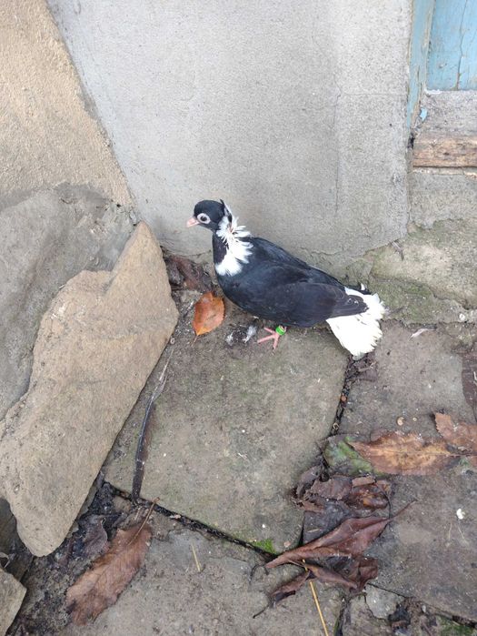 Продавам шуменски гълъби.