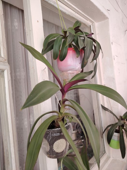 Продаются комнатные цветы