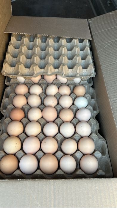 Яйцо инкубационное , яйцо бройлера , бройлер , кобб 500 , бройлер кобб