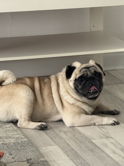 Передержка домашних животных