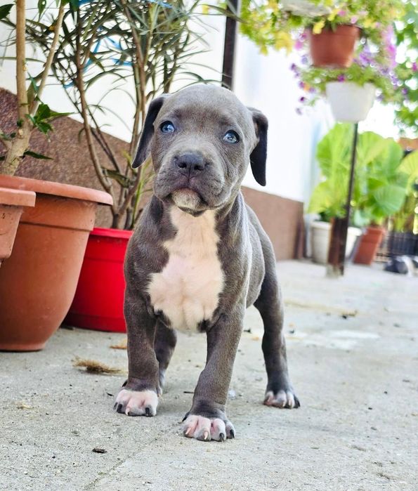Femela amstaff blue