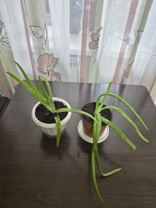 Продается домашний цветок
