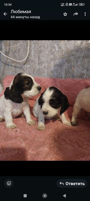 Щенки русский спаниель