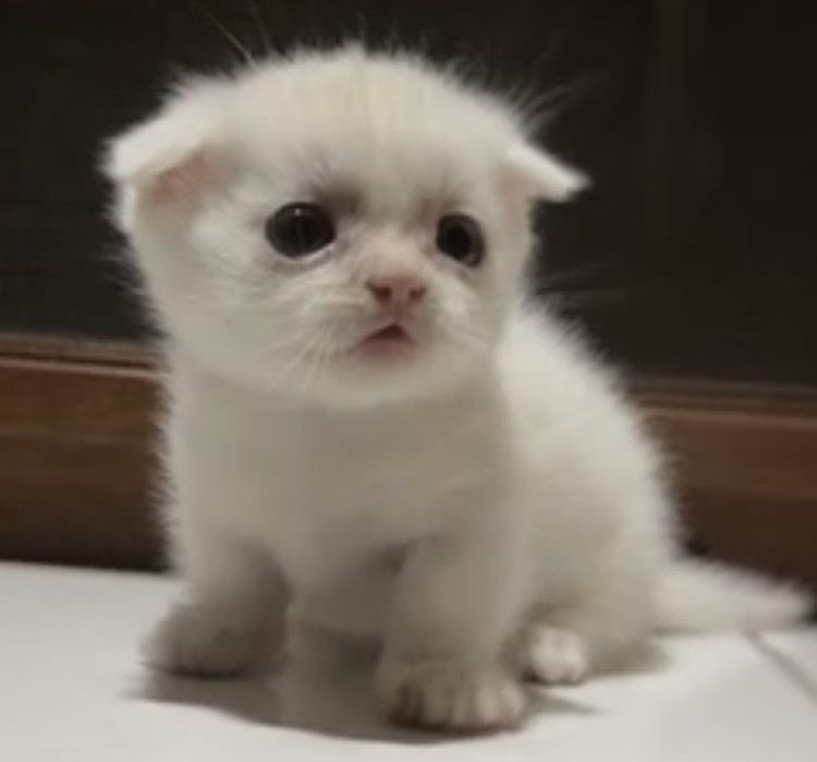 Короткалапый вислоухий белоснежный манчкин