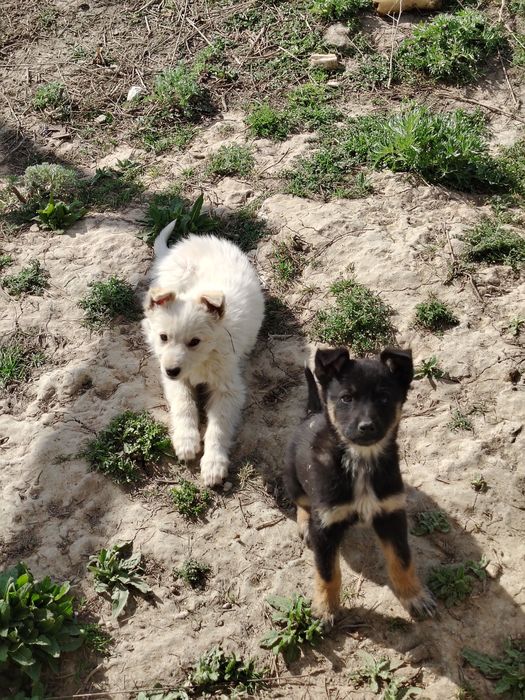 Отдам даром щенки