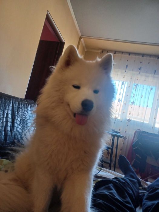 Donez catel rasa Samoyed metis