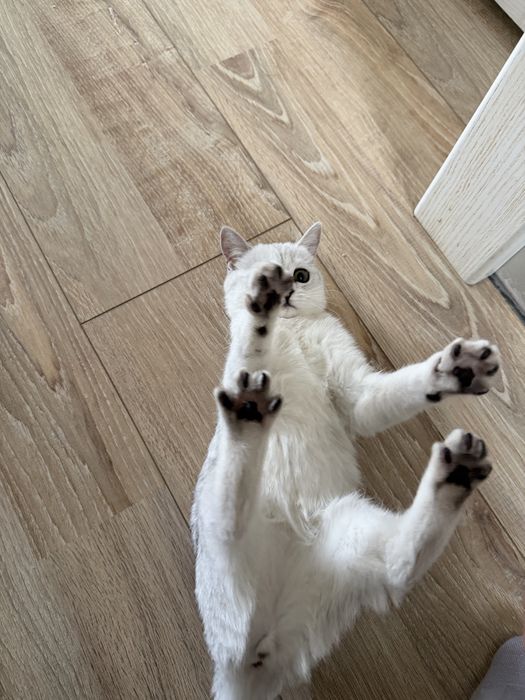 Продоется котёнок