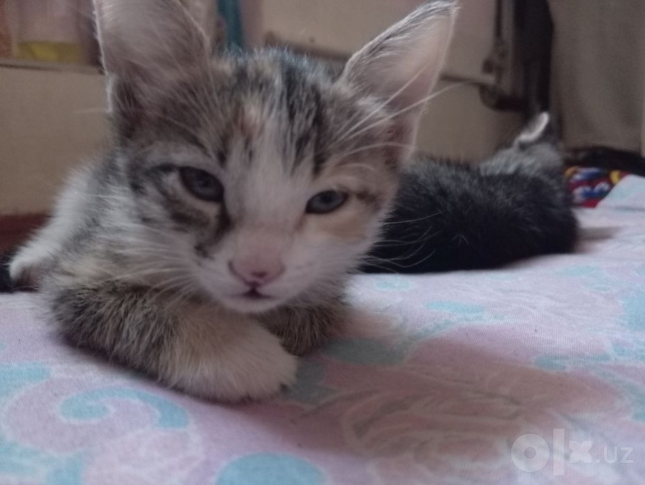 Pshik bor bepul yakshi kolarga beraman