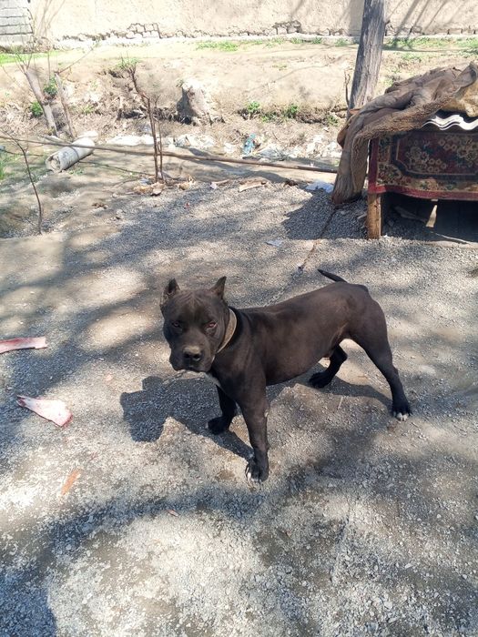 Uy kurikchisi it pidbul staf