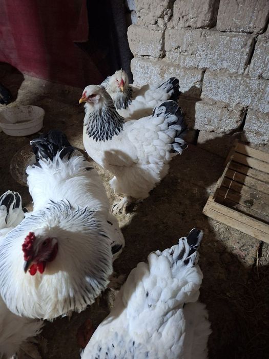 Брама товук хурозлари сотилади