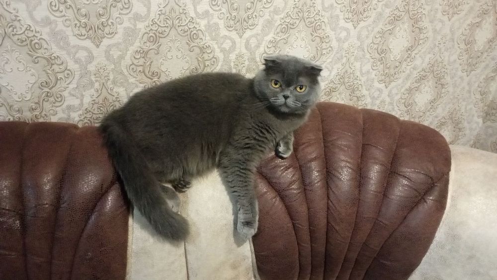 Шотландские вислоухие девочки