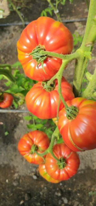 Vând roșii ecologice