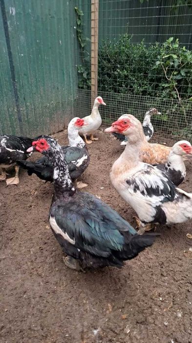 Продам домашних гусей, уток
