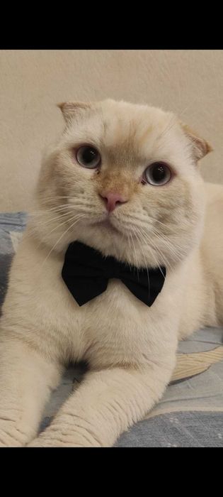 Mushukga vaqtinchalik uy qidiryapmiz!