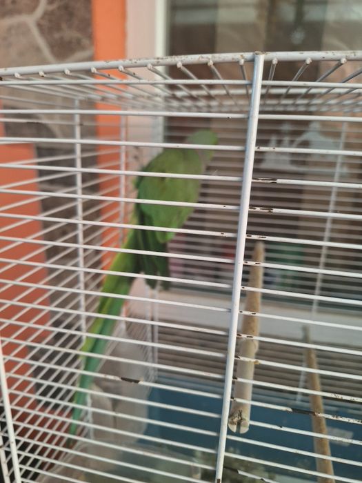 Mascul micul alexandru de vânzare