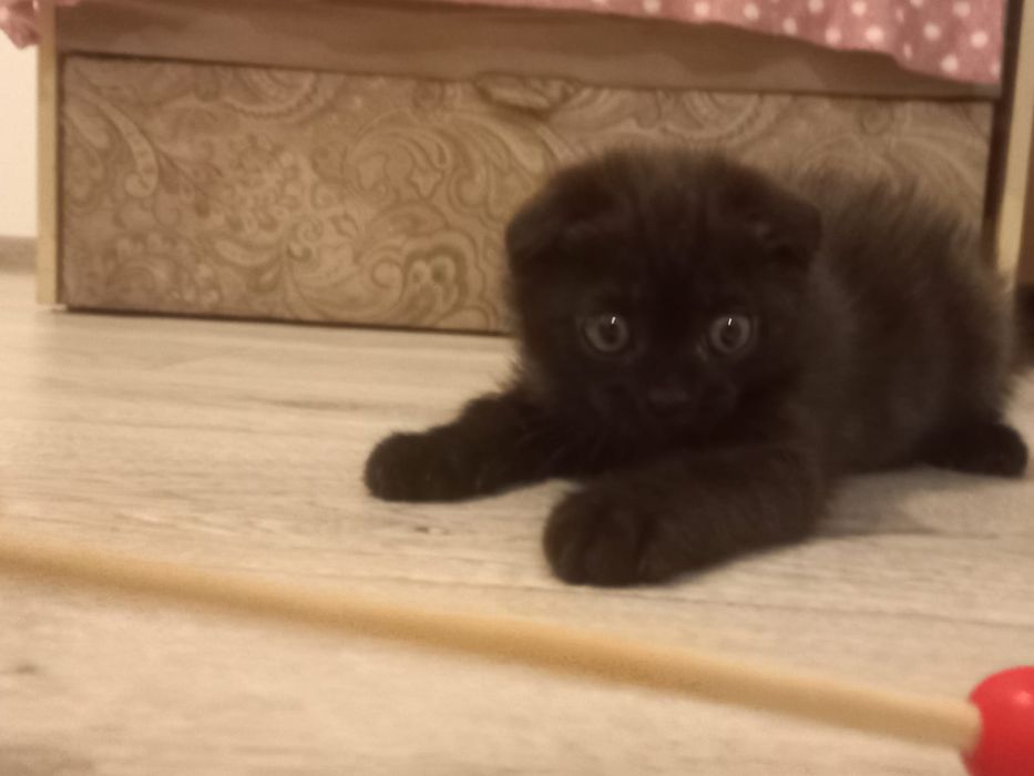 шотландские котята