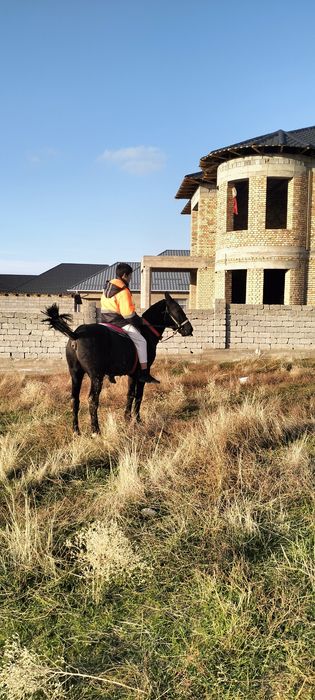 Палтарашкы таи сатылад