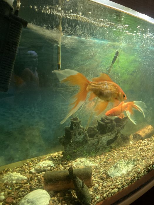 Продается срочно аквариум с рыбками