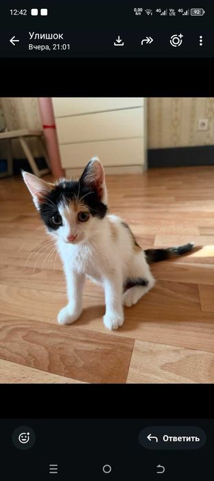 Отдаю котят в добрые руки