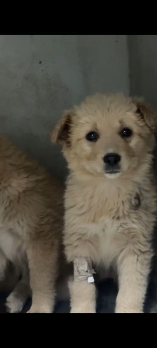 SOS. Срочно ищем хозяина.