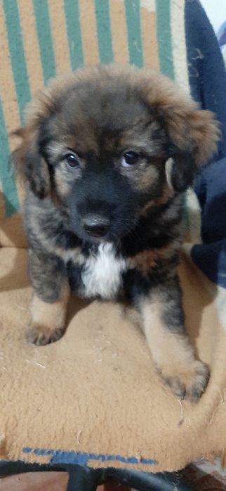 Отдам щенков только в добрые руки.