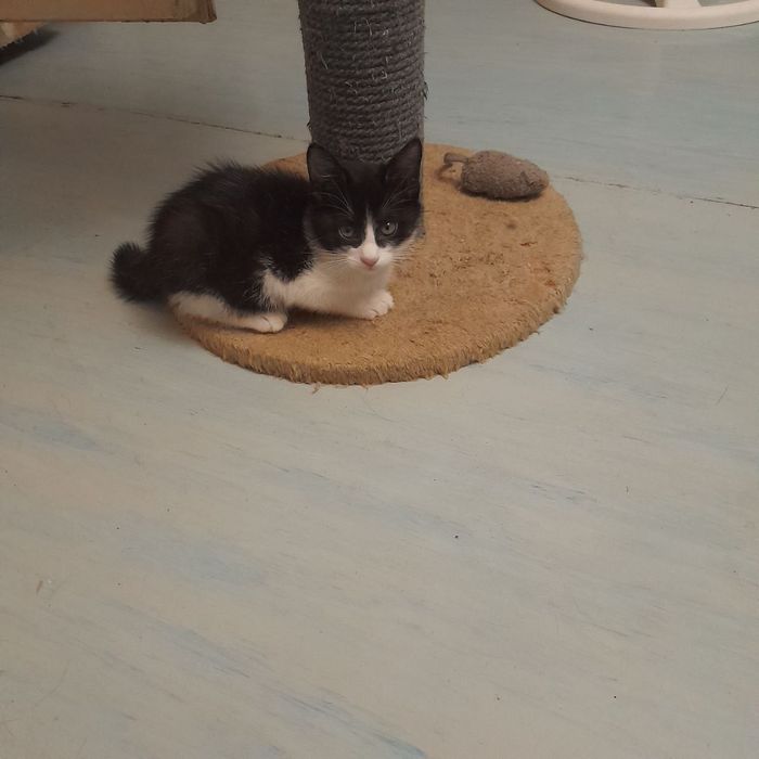 Котята отдаем в добрые руки