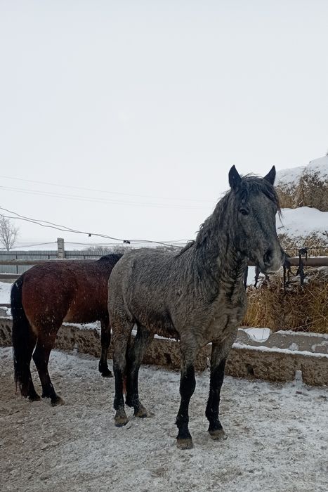 Продам жеребцов на мясо