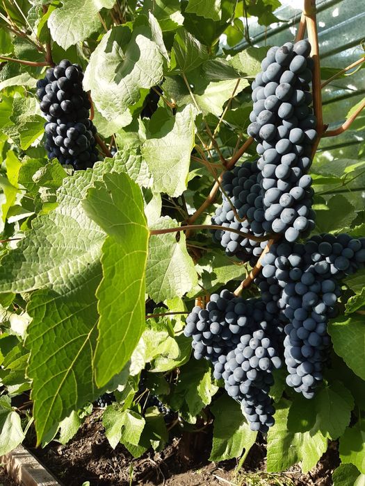 Продам саженцы винограда.