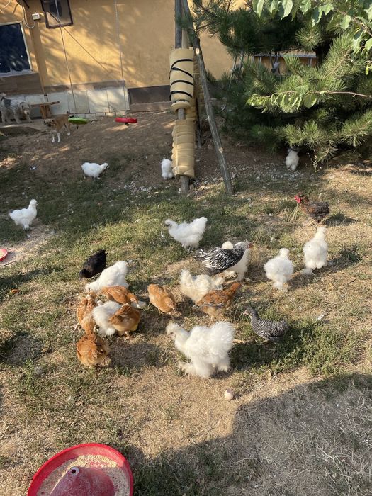 Pui chinezesti de matase de vanzare