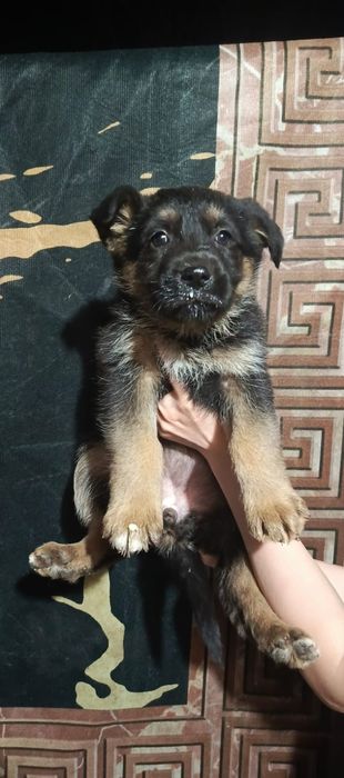 Щенки немецкой овчарки