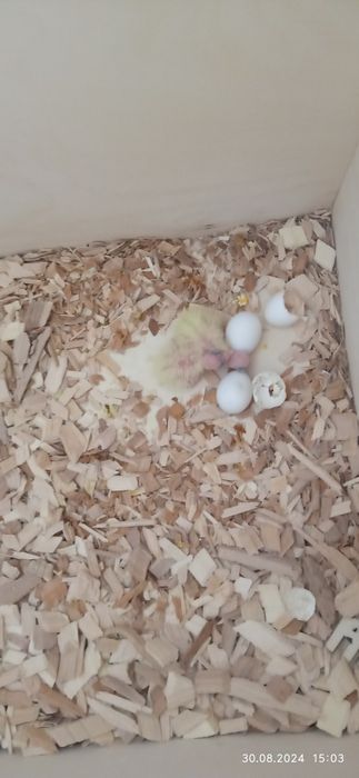 кареллы пара продам