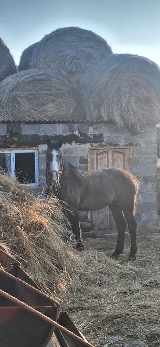 Обмен крс или бие кулынымен