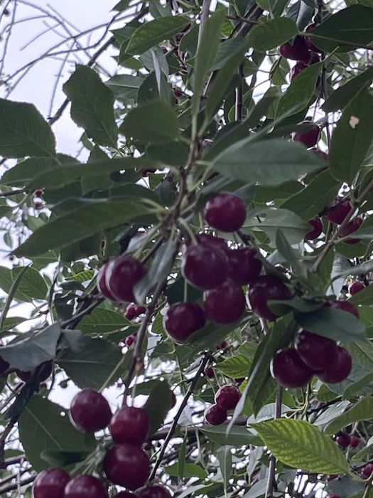 Продам вишню свежесобранную