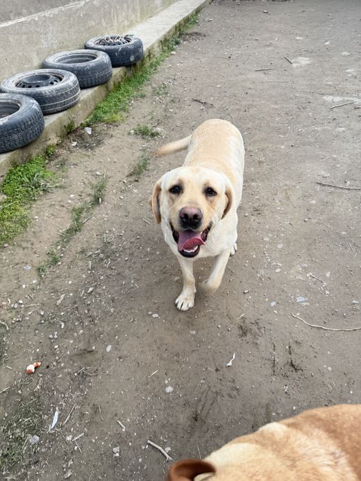 Продам собаку лабродор