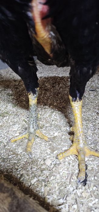 Дакан бойцовая птица