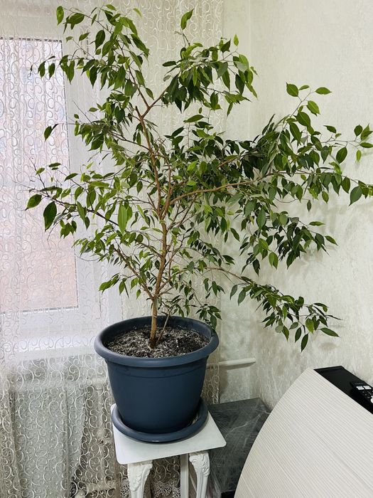 Продам комнатный цветок-фикус