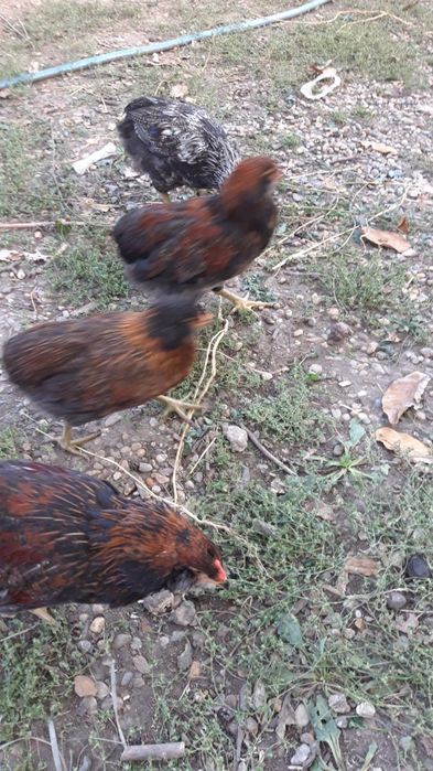 Vand cocoși Araucana